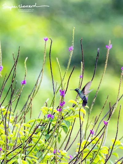 Hummingbirds of Costa Rica